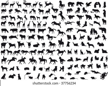 Animals vector