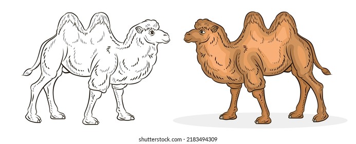 1,626 Camel clipart Images, Stock Photos & Vectors | Shutterstock