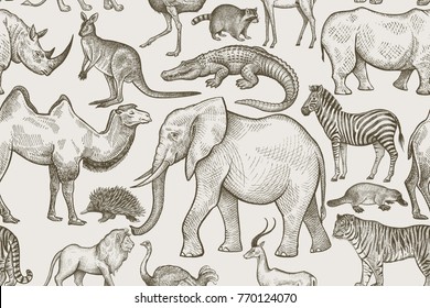 Animals of wild world seamless pattern. Elephant, tiger, lion, zebra, kangaroo, camel, rhinoceros, antelope, crocodile, raccoon, ostrich, echidna on white background. Vintage. Vector illustration art.