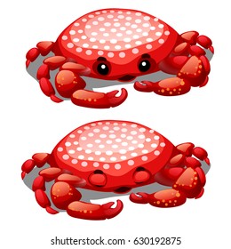 Animated red crab isolated on white background. Vector cartoon close-up illustration.