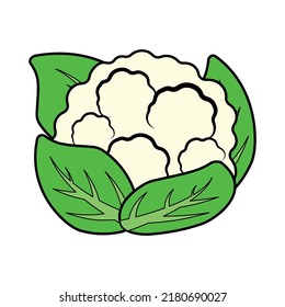 Animated Stroke Line Cauliflower, half cauliflower vector, Fresh white cauliflower with green leaves, Cauliflower isolated on white background, Collection, Group of cauliflowers with green leaves