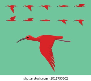 Animación Escarlata De Pájaros Ibis Volando Un Vector De Caricatura Cuta Ilustración