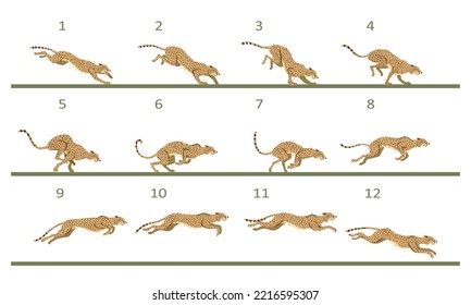 Animation cycle of a cheetah. Predator run. Twelve key frames.