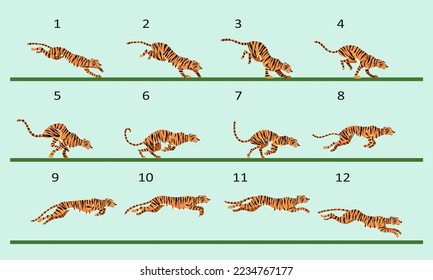 Animation cycle of a tiger. Predator run. Twelve key frames.