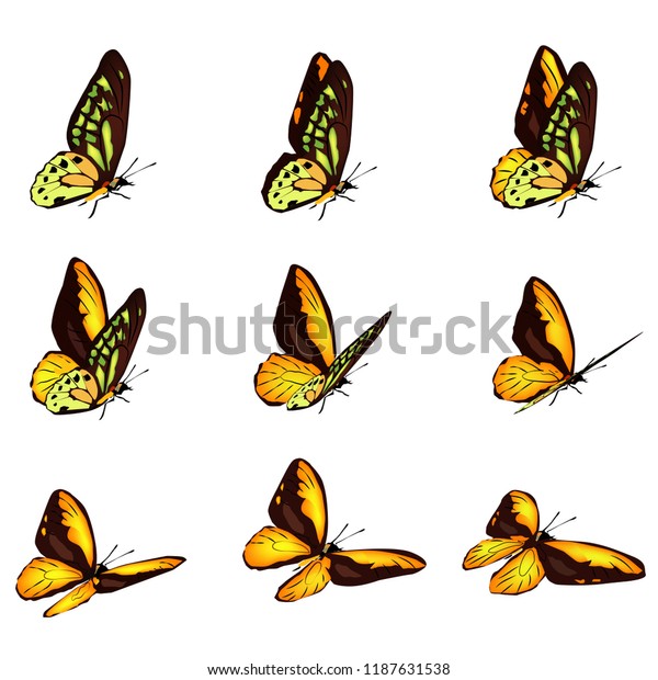 Download Animation Frame By Frame That Butterfly Stock Vector ...