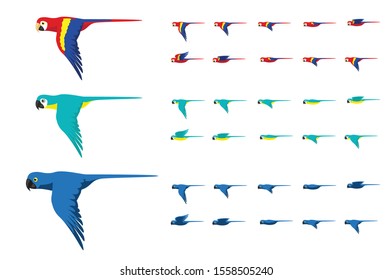 Animation Various Macaw Colors Flying Cute Cartoon Vector Illustration