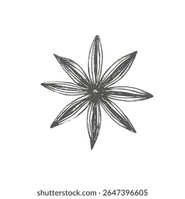 Anis without seeds. Graphics vector illustration. For New Year's packaging, wrapping paper, textiles, stickers, cookbook and recepies, also in decoration cafe. Ingredient for mulled wine and bakes.
