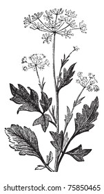 Anise or Anis or Aniseed or Pimpinella anisum vintage engraving.  Old engraved illustration of Anise seed