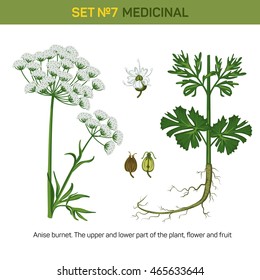 Anise or aniseed burnet flowering medicinal plant. Detailed illustration of upper and lower part of floral bouquet and flower, fruit of fennel or licorice. Plant for making essential oil and anethole