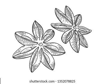 Anise aniseed illicium spice sketch engraving vector illustration. Scratch board style imitation. Hand drawn image.