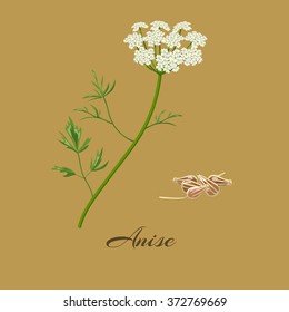 Anise or aniseed.  Pimpinella anisum. Flowers and seeds. Vector illustration.