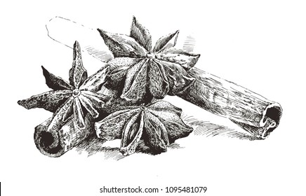 
Anise and cinnamon, drawn by hand, in vintage style. Black and white drawing of A4 format on a white background. 
Sketch, graphic. Spice. Vector. Illustrator10