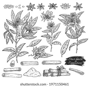 Anise and cinnamon spices set hand drawn botanical sketch style vector illustration isolated on white background. Fresh branches and stars of anise with cinnamon bark.