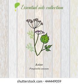 Anise, Essential Oil Label, Aromatic Plant. Vector Illustration