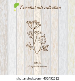 Anise, Essential Oil Label, Aromatic Plant. Vector Illustration