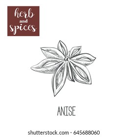 Anise hand drawing. Herbs and spices. Vector illustration of sketch anise