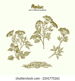 Anise herbal illustration. Hand drawn botanical sketch style. Absolutely vector. Good for using in packaging - tea, condinent, oil etc - and other applications