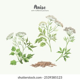 Ilustración herbal de anís. Estilo de acuarela botánica dibujado a mano. Absolutamente Vector. Bueno para el uso en el embalaje - té, condimento, aceite, etc - y otras aplicaciones