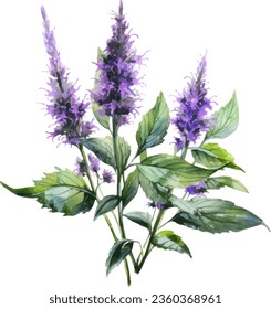 Anise Hyssop Watercoloración floral con bello Agastache foeniculum   flor, ramo de flores acuarela.