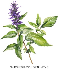 Anise Hyssop Watercoloración floral con bello Agastache foeniculum   flor, ramo de flores acuarela.