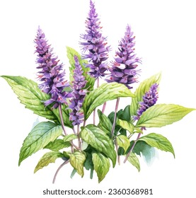 Anise Hyssop  Watercolor floral arrangements with beautiful Agastache foeniculum   flower, Watercolor floral bouquet.