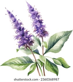 Anise Hyssop  Watercolor floral arrangements with beautiful Agastache foeniculum   flower, Watercolor floral bouquet.