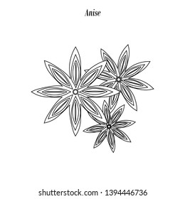 Anise illustration outline on the white background. Vector illustration