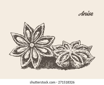 Anise isolated on background, vintage vector illustration, hand drawn, engraved style, sketch