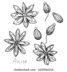 Anise. Natural organic oriental condiment from India for coffee and pastries. Spicy condiment. Isolated clipart set on white background. Hand-drawn ink sketch.