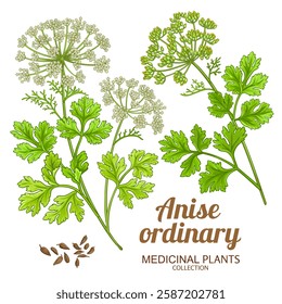 Anise Ordinary Plant with Flowers and Leaves Colored Illustration. Essential oil ingredient for aromatherapy, health care, alternative medicine. Vector isolated for design or decoration.