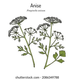 Anise (Pimpinella anisum), edible and medicinal plant. Hand drawn botanical vector illustration