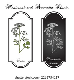 Anise (Pimpinella anisum), edible and medicinal plant. Hand drawn botanical vector illustration