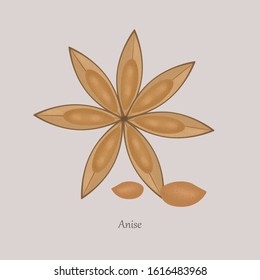 Anise or Pimpinella anisum herbaceous spice star shape on gray background. Fragrant anise grains for cooking. Medical grains and anise star.