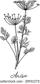 Anise - Pimpinella anisum. Matcha Tea. Sketchy hand-drawn vector illustration.