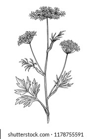 Anise Plant Illustration, Drawing, Engraving, Ink, Line Art, Vector