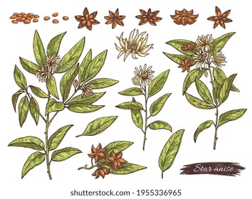 Anise plant parts set with anise stars, engraving vector illustration isolated.