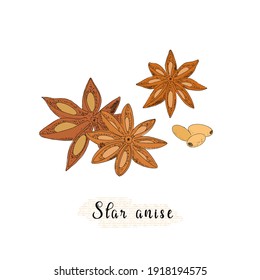 Anise sketch illustration in vintage style. Spice with grains on a white background.