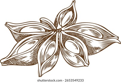 Anise star engraved sketch vector icon. Hand drawn aromatic spice plant, dry flavor condiment. Mulled wine ingredient. Organic fragrant herb cooking seasoning ink style