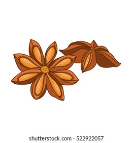 Anise star vector colored botanical illustration. Product to prepare delicious and healthy food. Isolated on white background.