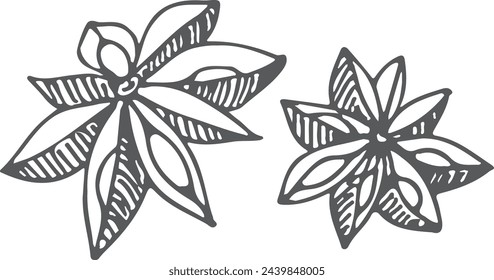 Anise stars sketch. Traditional spice. Cooking ingredient