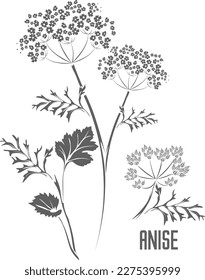 Cáncer de anís con silueta vectorial de flores. Esquema herbario medicinal de Pimpinella anisum. Conjunto de planta de Anise con contorno de semillas para productos farmacéuticos y cosmetología.