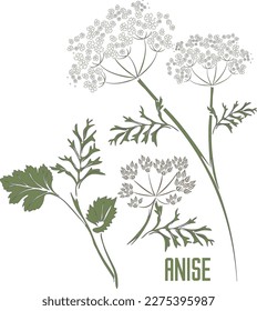 Silueta vectorial de tallo anís. Esquema herbario medicinal de Pimpinella anisum. Conjunto de planta de Anise con semillas en color para productos farmacéuticos y cosmetología.