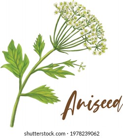 Aniseed illustration water colour ingredient tea flavour essential oil