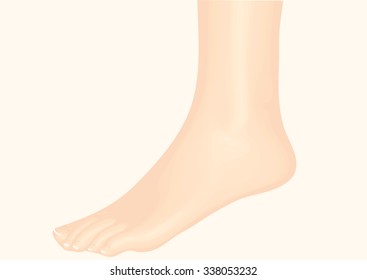 ankle