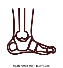 ankle bone body human part line style vector illustration design