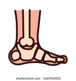 ankle bone body human part flat style vector illustration design