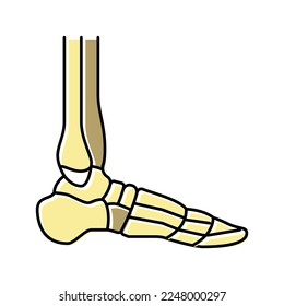 ankle bone color icon vector. ankle bone sign. isolated symbol illustration