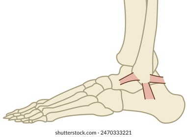 ankle bones and ligament - flat illustration 