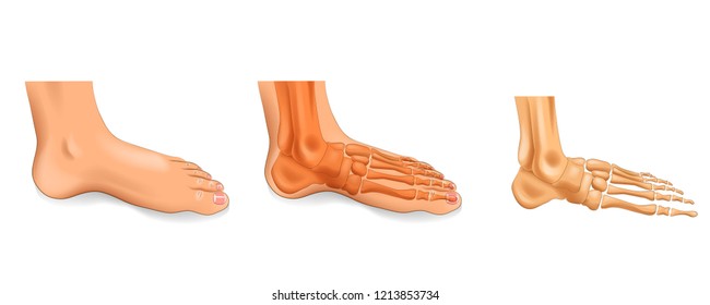 ankle, foot bones