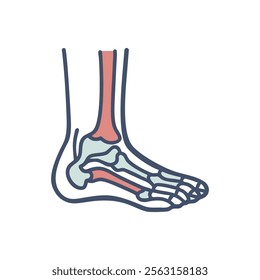 Ankle Joint Anatomy Icon for Medical Use